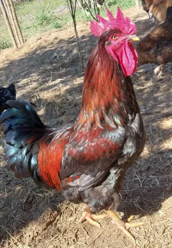 Vendo ovos de GSB
