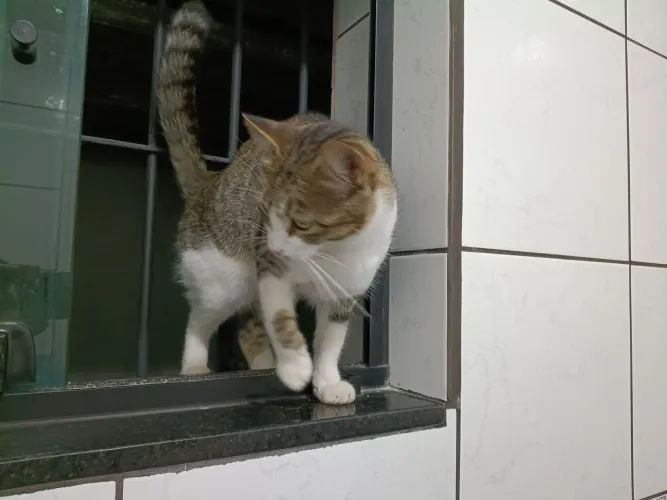 Gatinha pequena