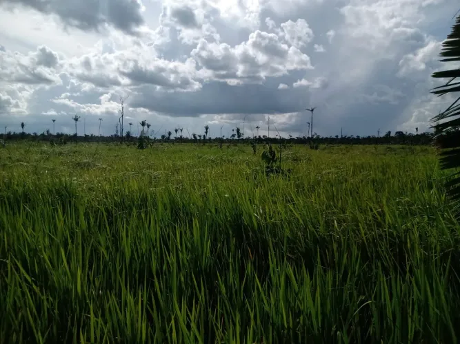 FAZENDA 200 hectares