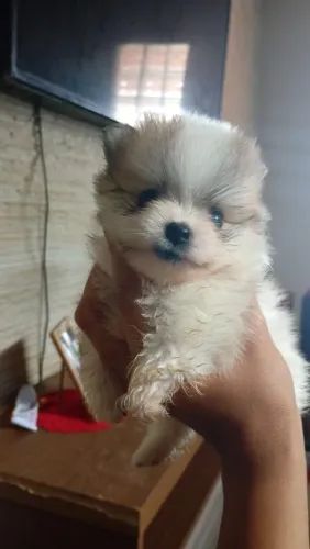 Cachorrinho bebe