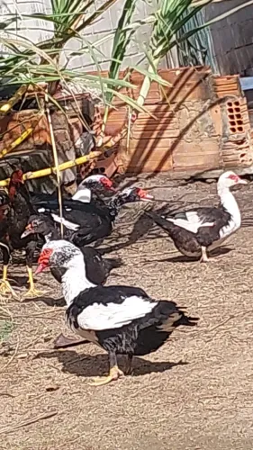 Vendo patos e patas.