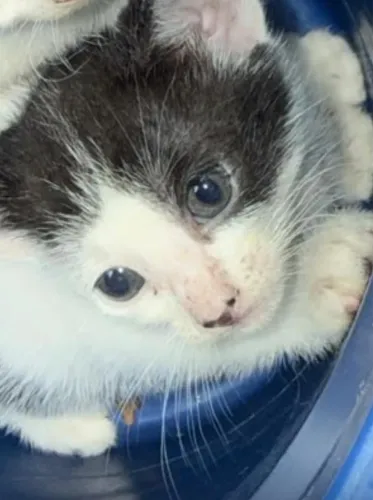 Gatinho