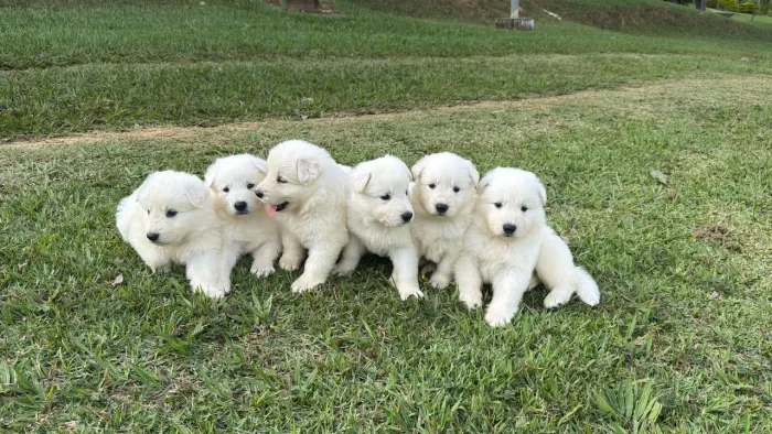 Filhotes com pedigree pastor branco suíço