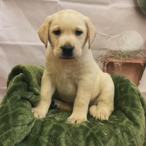 Labrador Retriever filhotes 
