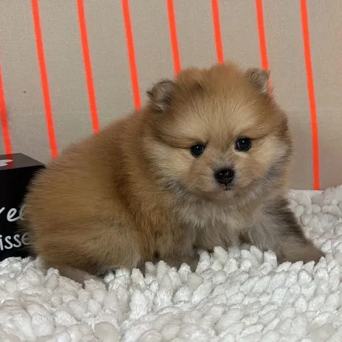 Spitz Alemão | O pet ideal existe- Atendimento exclusivo no WhatsApp