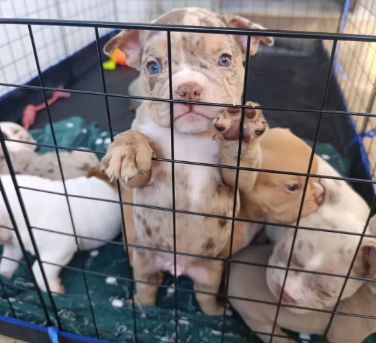 Filhotes American bully