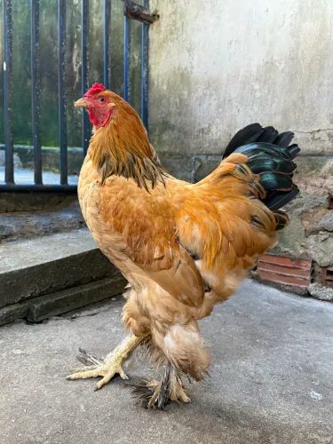 Galos Brahma buff 