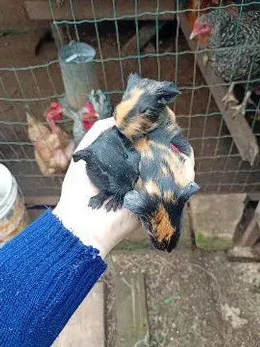 Porquinho da índia