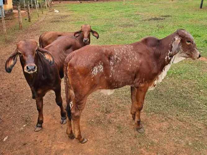 Bezerras e bezerro gir / girolando