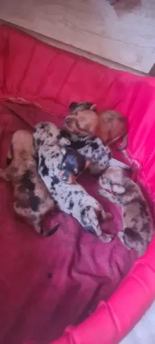 Filhotes de Dachshund 