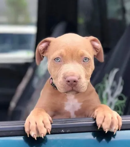 Pitbull Afeto que aprende suas pausas