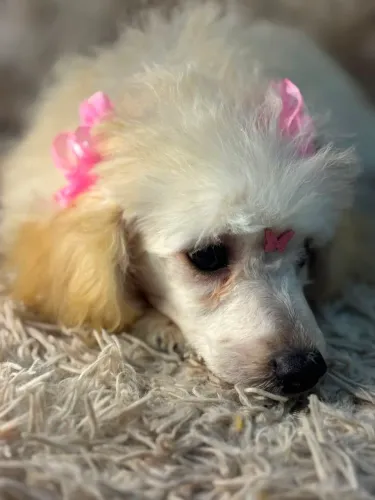 Poodle
