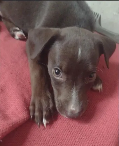 Doação de cachorrinha 