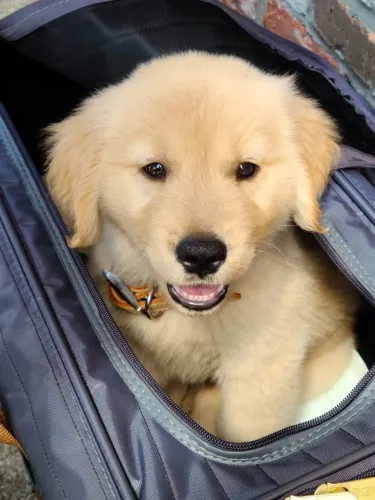 Golden Retriever charmoso