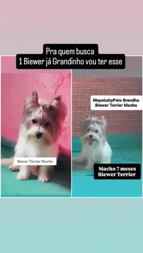 Biewer Terrier Macho