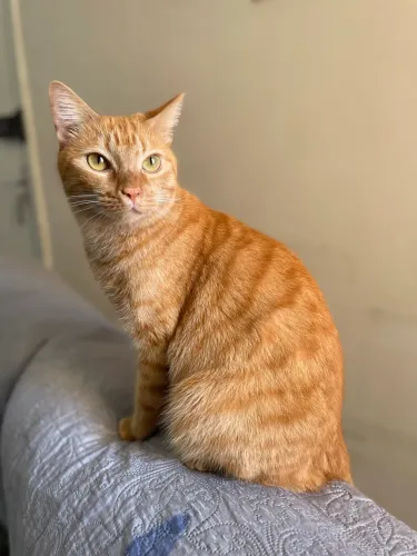 Gato laranja macho castrado - para doação