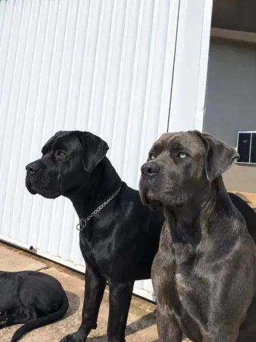 Vendo filhotes de CANE CORSO ITALIANO Pai e mãe são originais