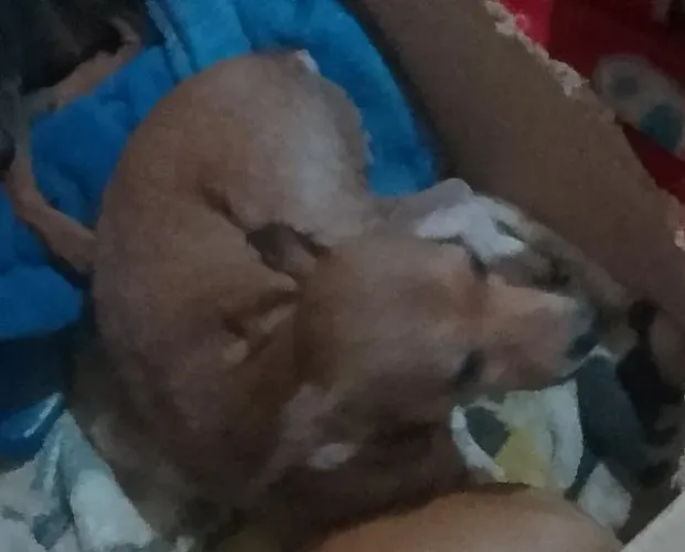 Vendo pinscher fêmea 1 ano e meio 