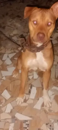 Raça Pit monster