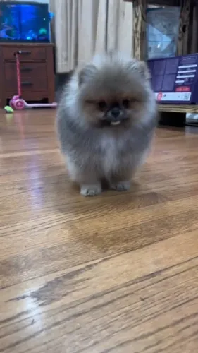 lulu da pomerania