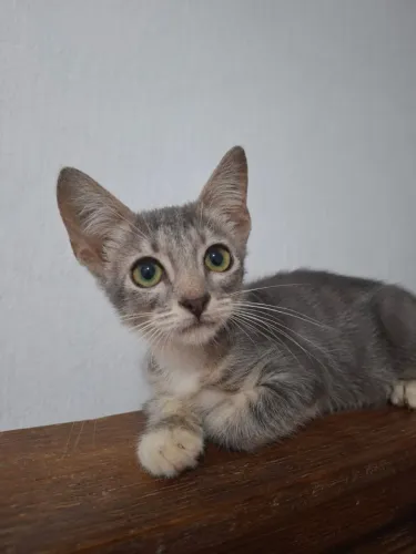 Gatos cinzas para adoção responsável