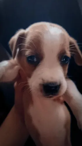 Vemde Se cachorrinho 