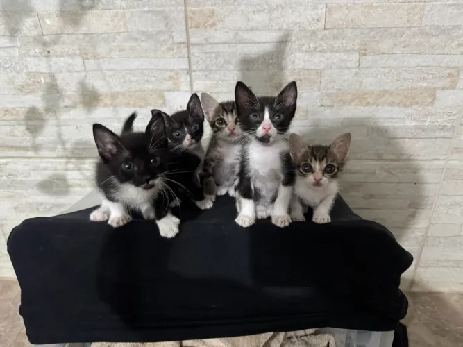 GATOS PARA ADOÇÃO 