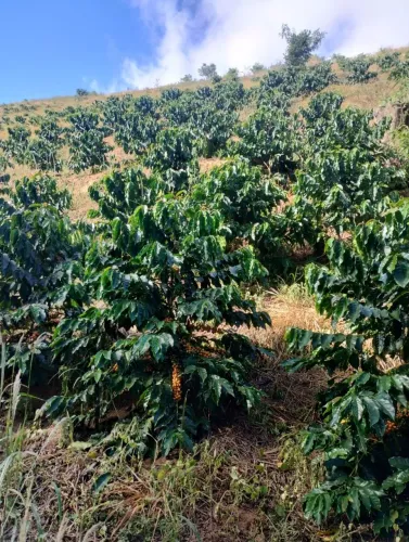 ? VENDO PROPRIEDADE RURAL - EXCELENTE OPORTUNIDADE ?