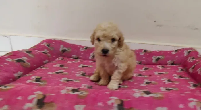 Filhotes de Poodle Toy macho