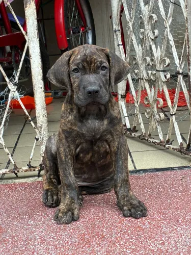 Fila brasileiro 