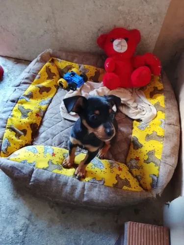 Cachorro pinscher pra vender N1 já vacinado e vermefugado 