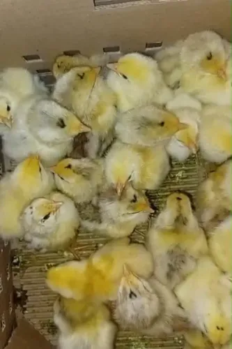 Agropecuária pintos 