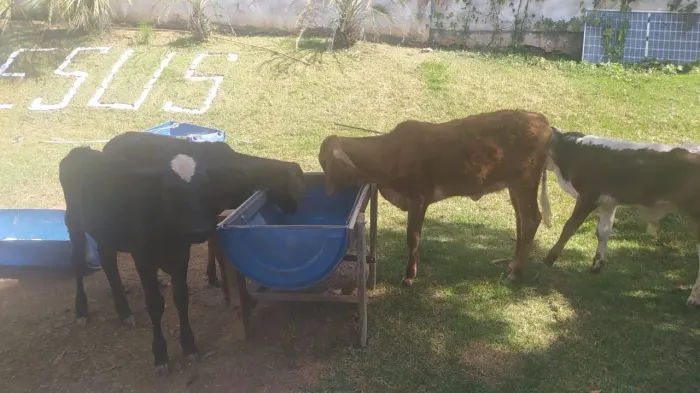 Vendas de Bezerros 
