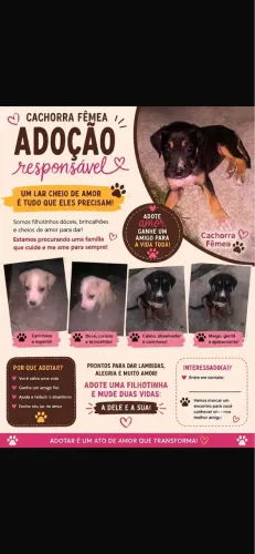 Adotar um cachorrinha