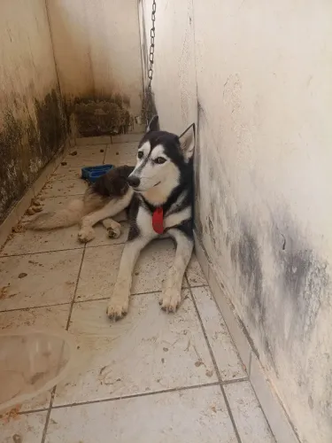 Vende-se cachorro rosk ciberiano! Tem 2 ano!