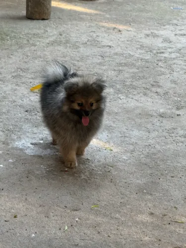 Spitz Alemão Macho