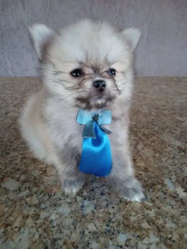 Filhote lulu Pomerânia macho