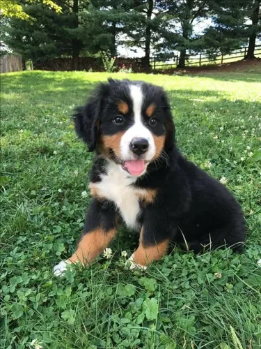Bernese fofura gigante