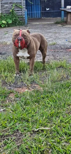 Doação Pitbull 7 anos