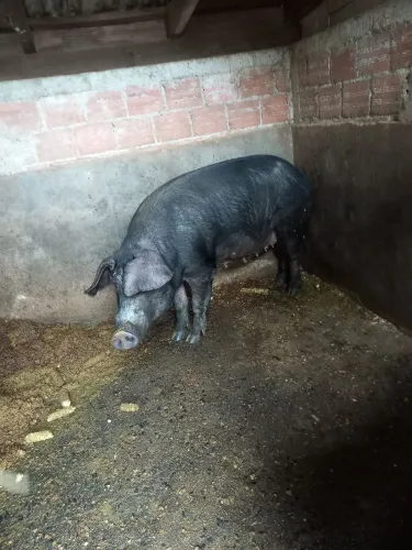Porca criadeira 