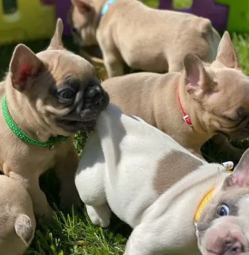 Bulldog frances lindos e saudaveis 