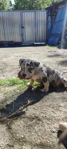 American Bully