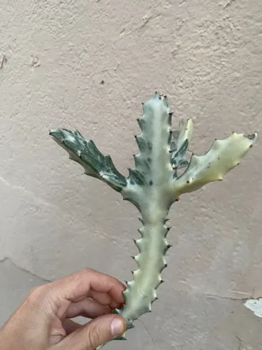 Euphorbia lactea variegata cacto fantasma