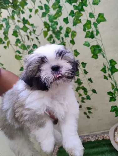 Filhotes de shih Tzu disponíveis leia o anúncio!