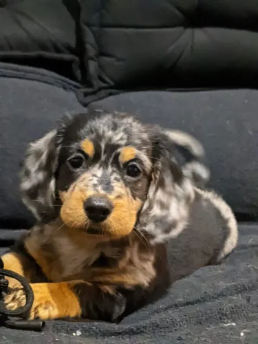 Dachshund 