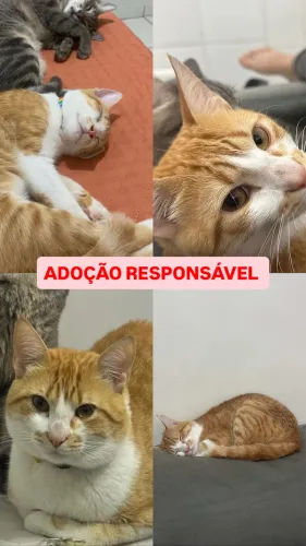 Adoção gato laranja