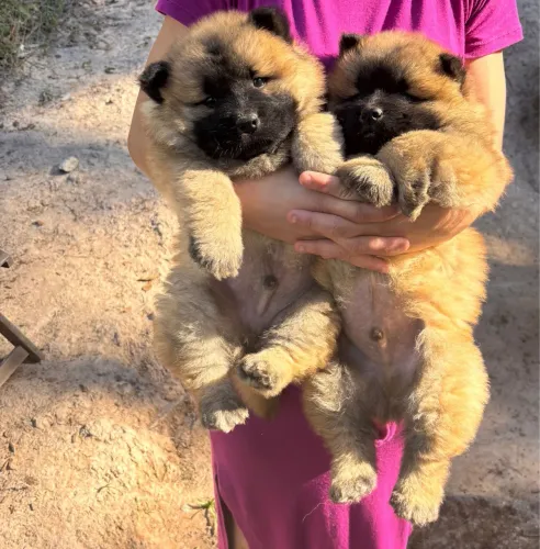 Chow Chow