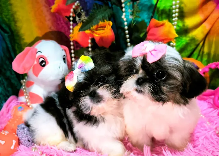 Shihtzu mini fêmeas