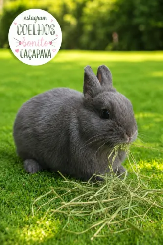Coelho anão Dwarf cinza azul viena