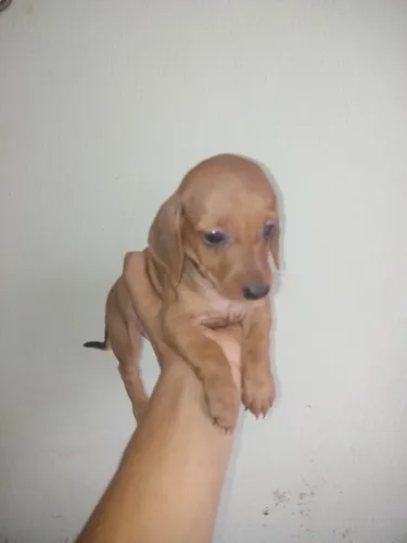  Filhote de cachorro salsicha 